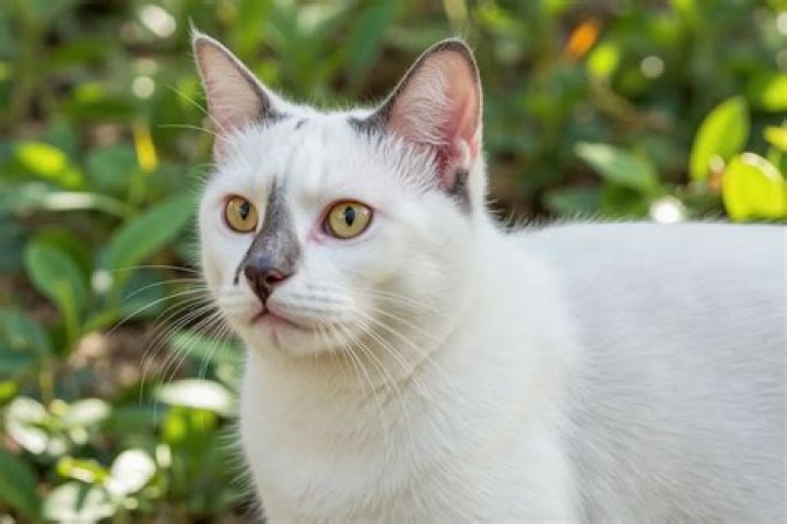 Is Jade toxic to cats?