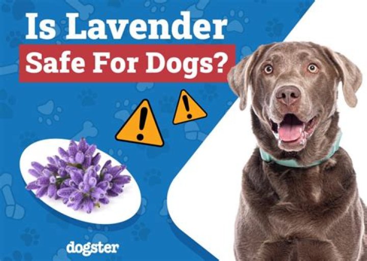 Is lavender toxic for dogs?