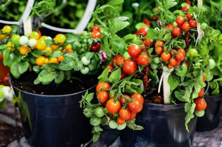 Is Miracle Grow good for tomatoes?