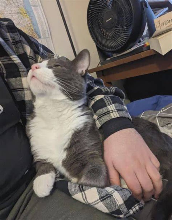 Is my rescue cat grateful?