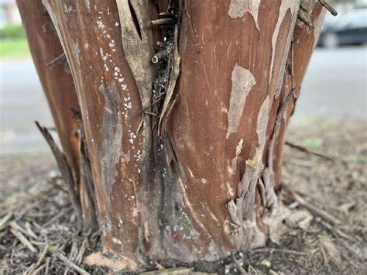 Is Myrtle plant invasive?