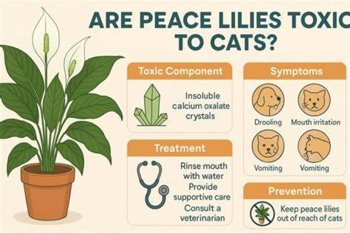 Is peace lily toxic to cats?