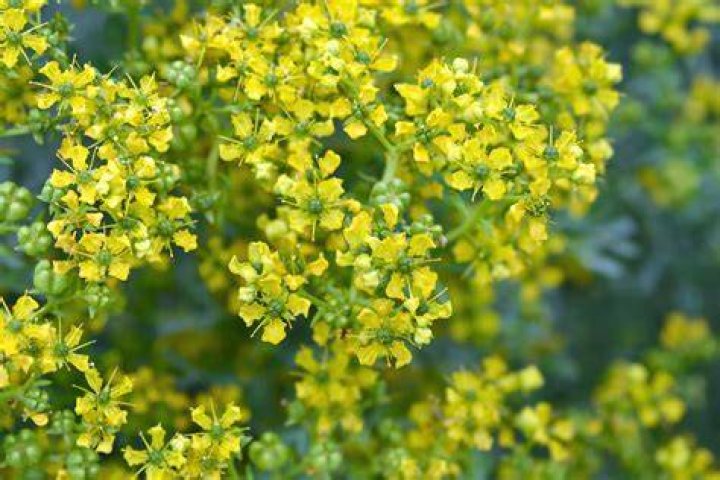 Is rue an evergreen?