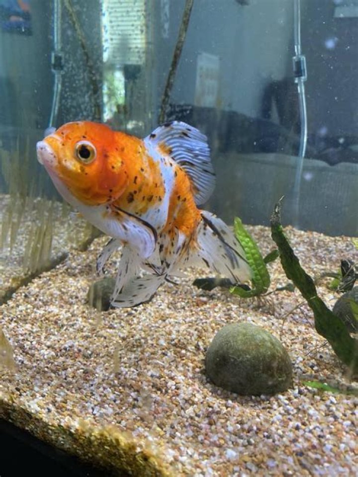 Is sand better for goldfish?