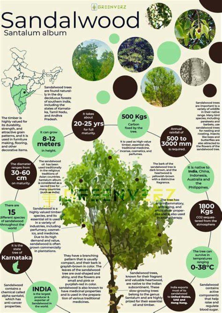 Is sandalwood a tree?