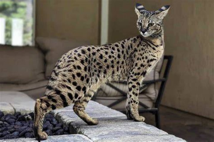 Is Savannah cat legal in India?