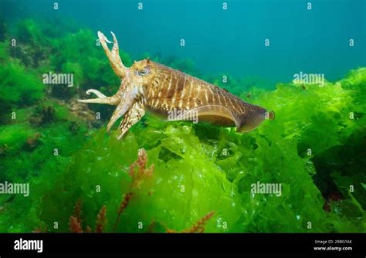 Is sea lettuce an animal?