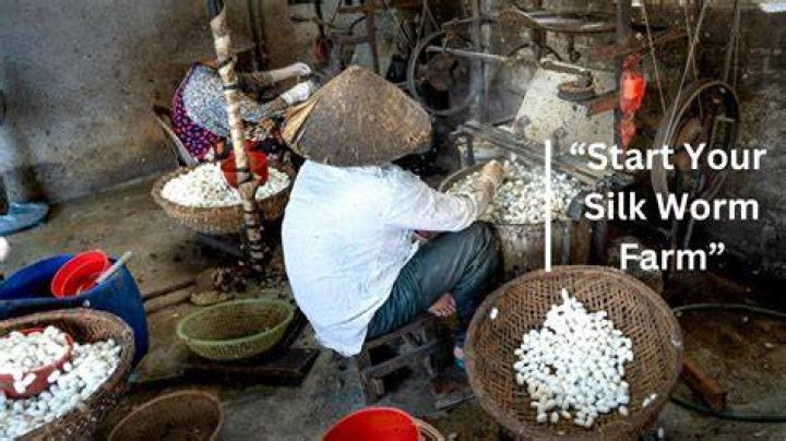 Is silkworm farming cruel?