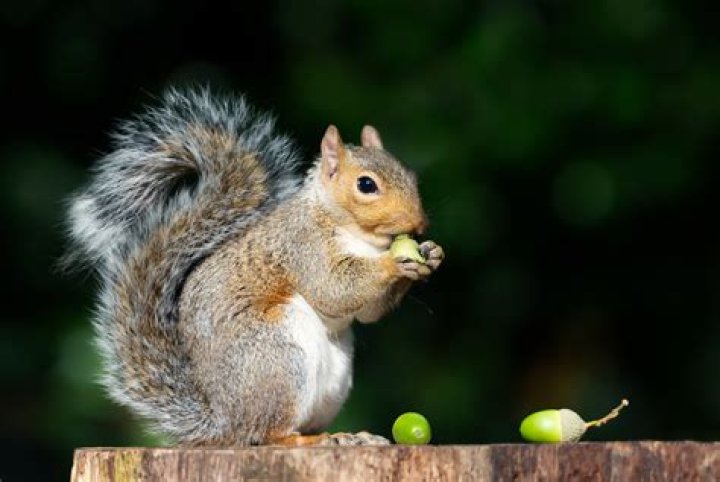 Is squirrel good to eat?