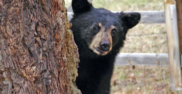 Is there a scent to keep bears away?
