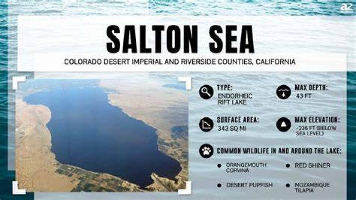 Is there any marine life in the Salton Sea?