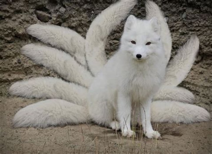 Is there any nine-tailed fox?