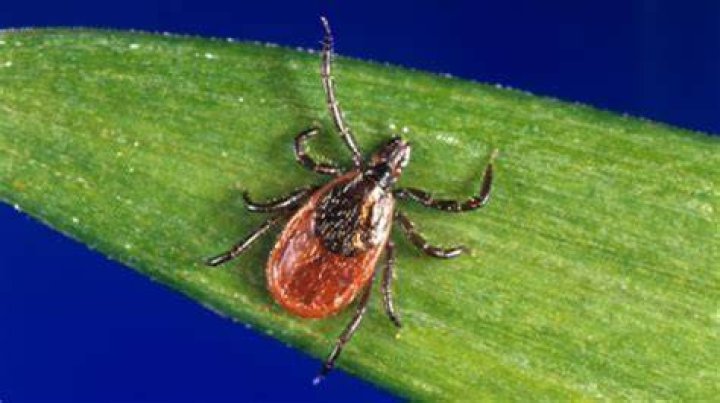 Is there Lyme disease in Costa Rica?