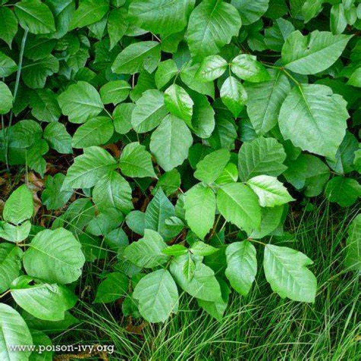 Is there poison ivy in Hawaii?