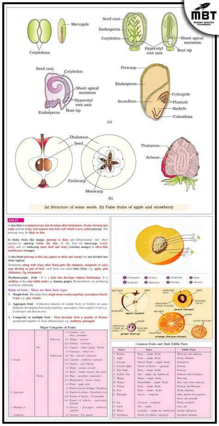 Is Walnut a false fruit?