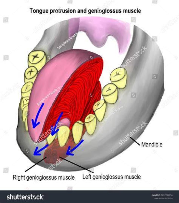 Is your tongue a muscle?
