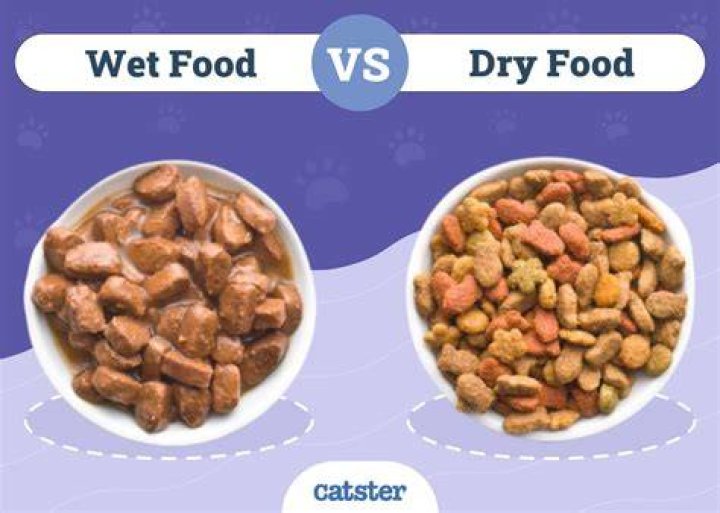 Should a cat's water be away from food?