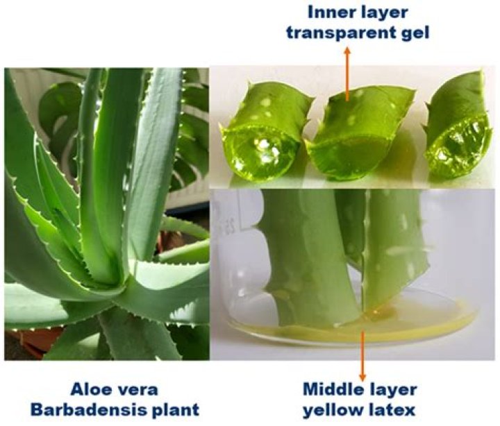 Should aloe vera be water from the top or bottom?