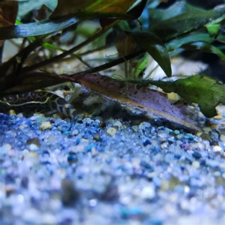 Should I clean the gravel in my fish tank?