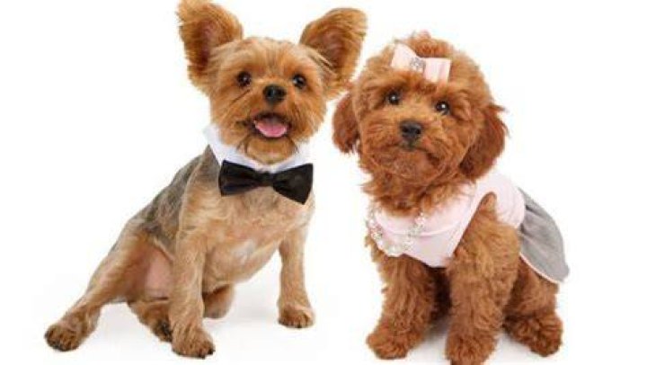Should I get a male or female dog?