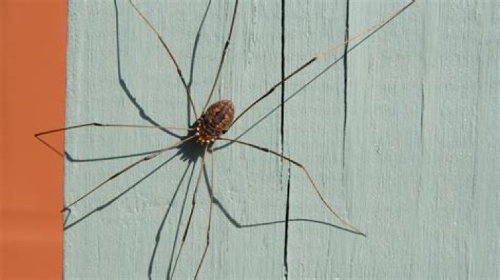 Should I let Daddy Long Legs live?