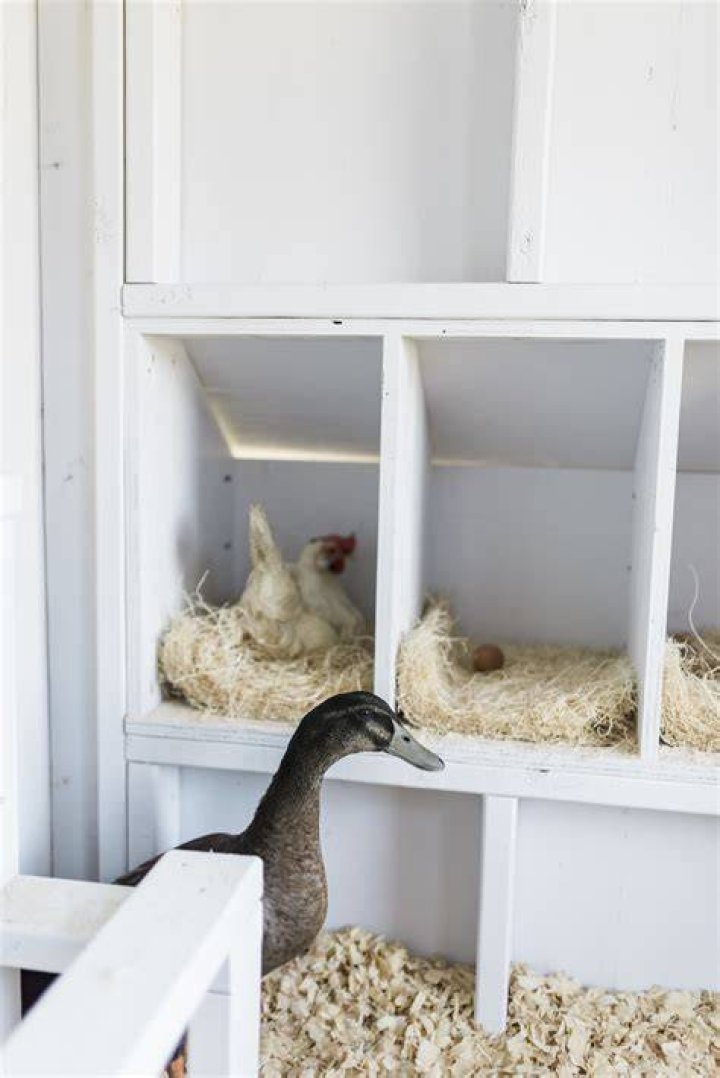 Should I put straw in my chicken coop in winter?