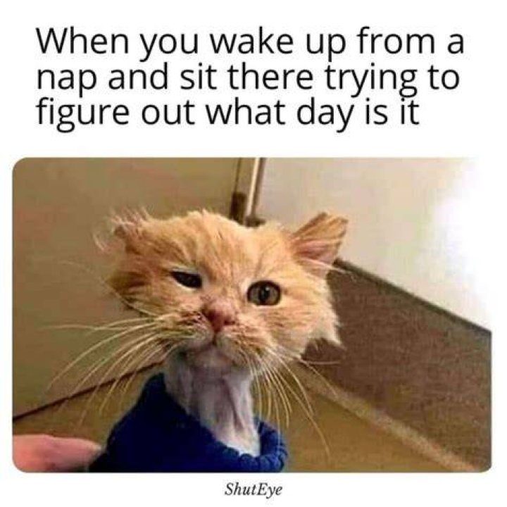 Should I wake my cat up from a nightmare?