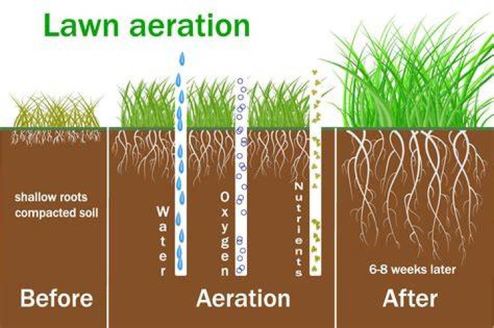 Should you aerate sod?