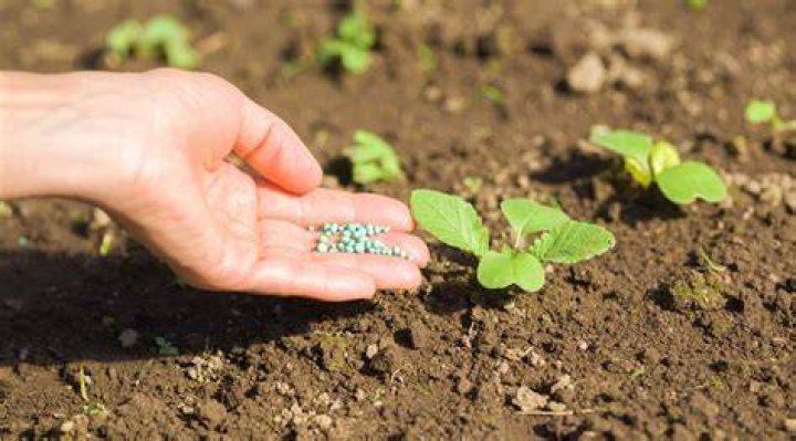 Should you fertilize before planting clover?
