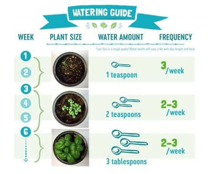 Should you water herbs everyday?