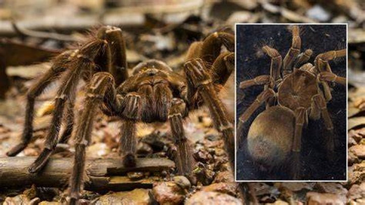 Was there ever giant spiders?