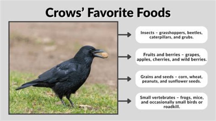What's a crows favorite food?