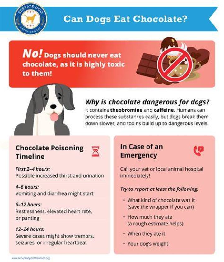 What's in chocolate that kills dogs?