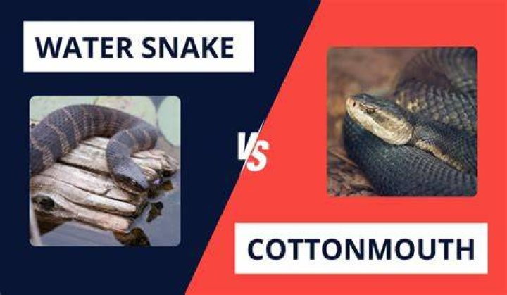 What's the difference in a water moccasin and a water snake?