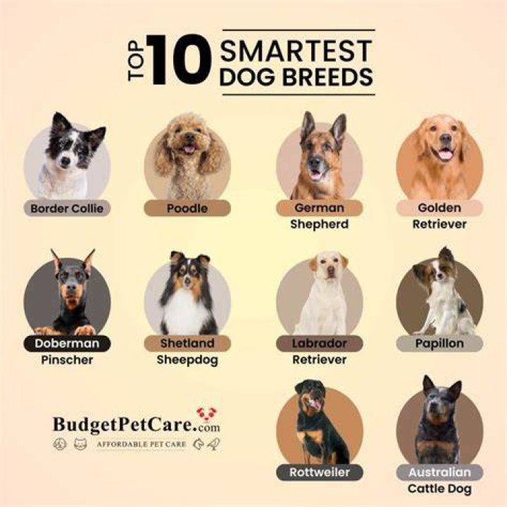 What's the safest dog to have?