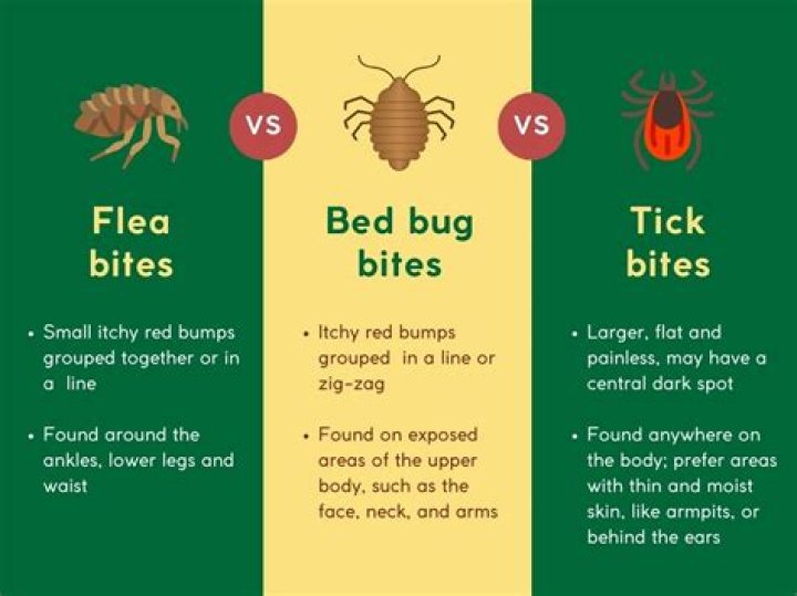 What's worse bed bugs or fleas?