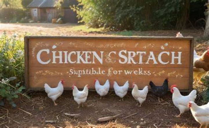 What Age Can chickens eat scratch?