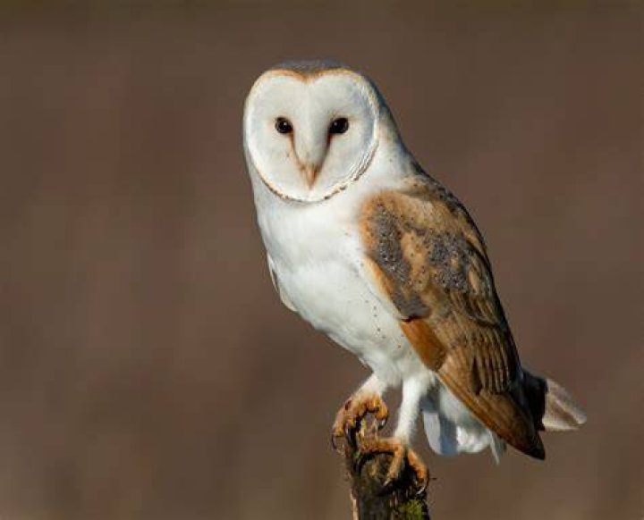 What animal is afraid of owls?