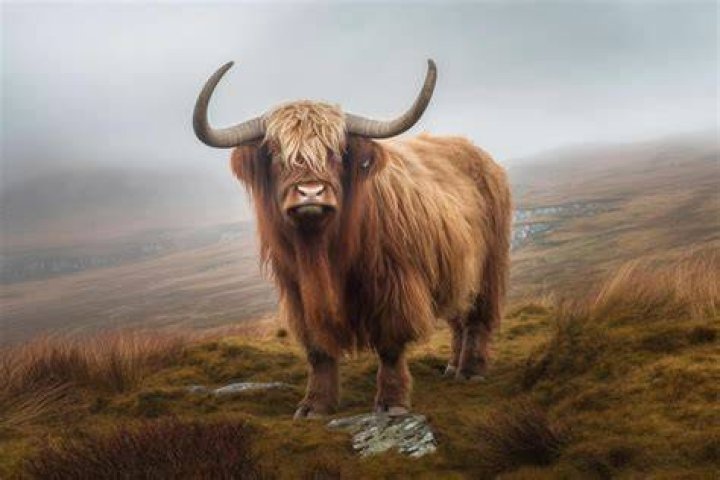 What animal is Ireland known for?