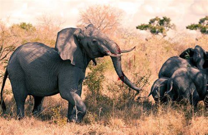 What animal kills elephants?
