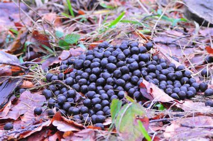 What animal leaves small round black poop?