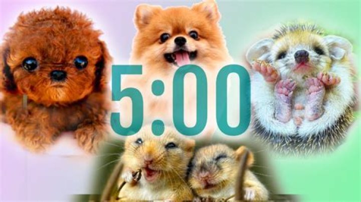What animal lives for 5 minutes?