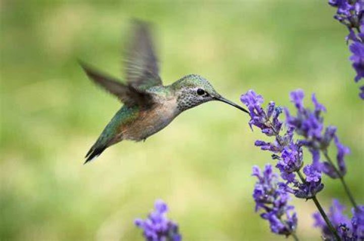 What animals does lavender attract?