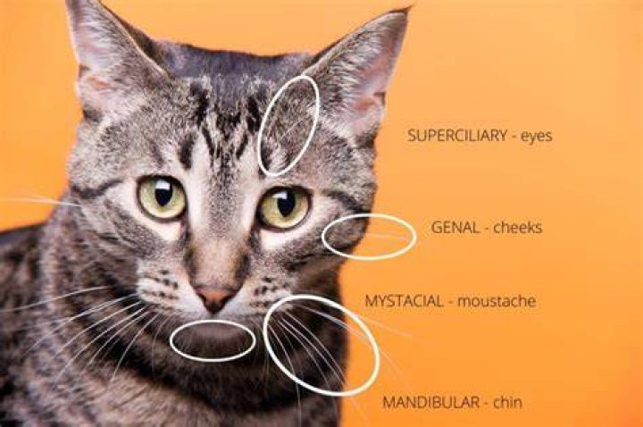 What are cats whiskers used for?
