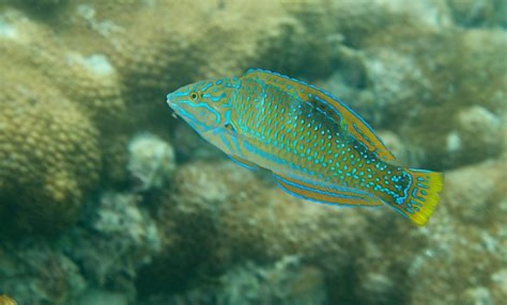 What are colorful fish called?