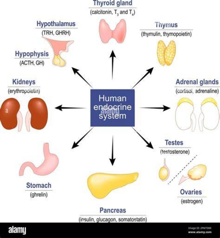 What are the 13 endocrine glands?