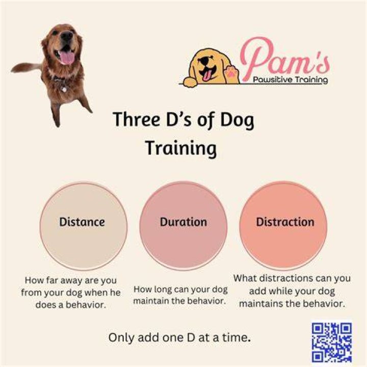 What are the 3 D's of dog training?
