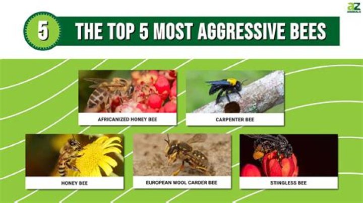 What are the aggressive bees called?