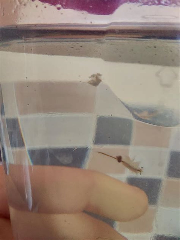 What are the black dots in my sea Monkey tank?