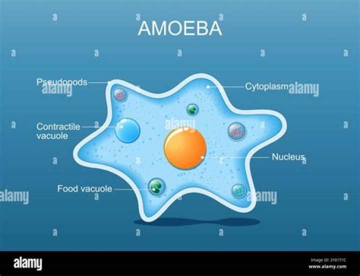 What are the first signs of amoeba?